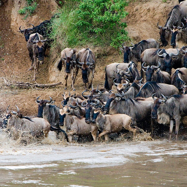 "Perfektes Organisationsmanagement für eine 4 wöchige Safari-Reise in Kenia, Nord- und Südtansania"